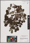 Foto von Salix aurita L.
